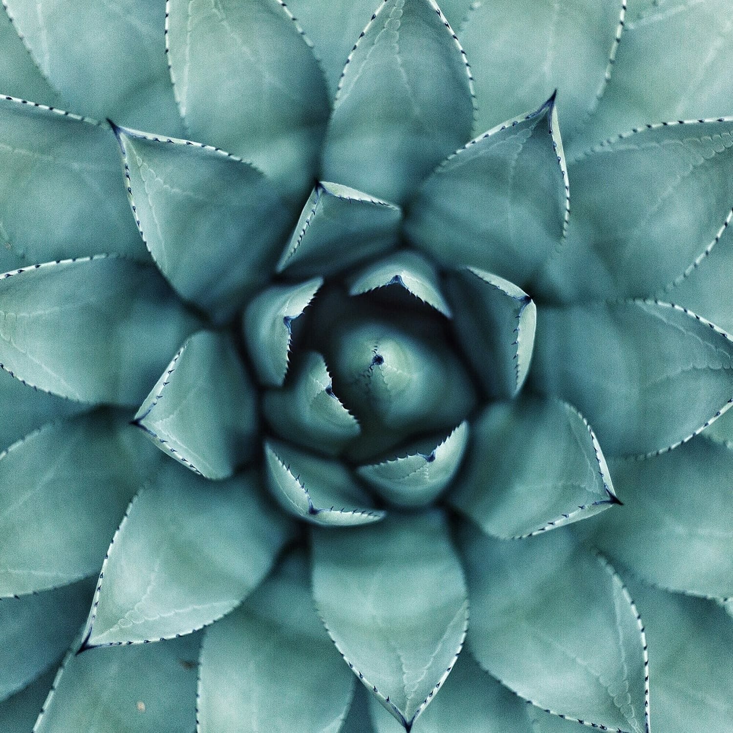 erol-ahmed-unsplash-carreVF erol-ahmed-unsplash-carreVF